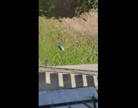 Collab BitchMP - Girl confronts racist neighbor go back to Jamaica 