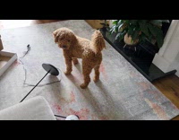 Curly brown dog chase red laser pointer