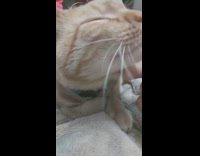 Brown white cat blue collar red polish 