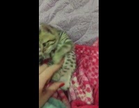 Grey brown kitten pink blanket girl bracelet 