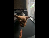 Dog run on treadmill to reach treat