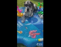 Big dog sits inside kiddie pool 