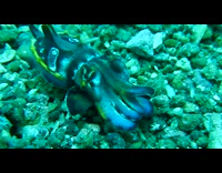 Flamboyant Cuttlefish swims near filmer on seabed