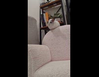 Chinchilla jumps off from rocking chair