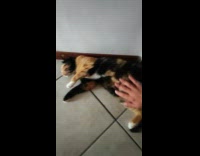 Cat lay on floor get belly rubs