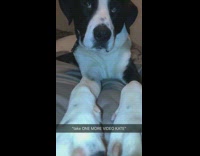 Take One More Video Kate Dog Hits Phone