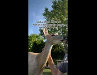 Guy has funny photoshoot with pet deer  