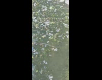 Rock thrown on the river and floats on the water