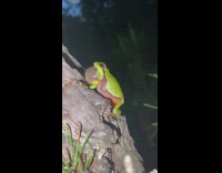 Collab BitchMP - Small green frog on green making alarm noise 