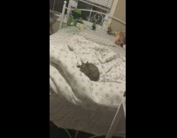 Grey kitten chases tail on bed 