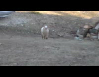 Two brown goats run up hill 