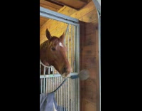 Brown horse swings blue medal around