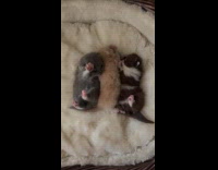 Newborn kitten rolling on pet bed 