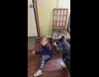 Husky dog turns knocks little girl over 