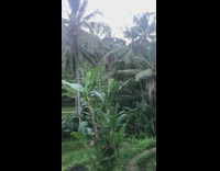 Blonde girl long dress rice terraces tourist