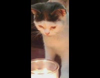 Cat staring into candle fire 