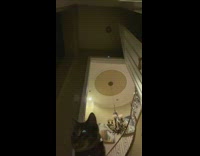 Camera under door cat face blue eyes