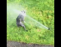 Small black dog trying to attack sprinkler on grass