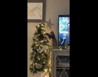 Cat climbs pushes over christmas tree