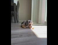Grey brown puppy dog eats carrot floor 