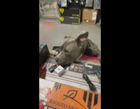 Collab BitchMP - Dog at counter of car parts store manager