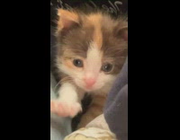 Kitten yawn on girl lap ASMR jacket