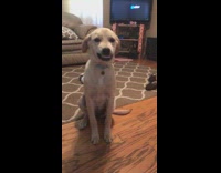 Dog trying to smile