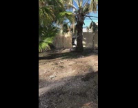 Brown dog climbs up palm tree to pull off branch 