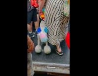 Collab winy - Dog with colorful fur rides the subway 