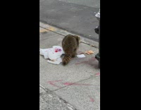 Raccoon eating pizza on sidewalk in daylight