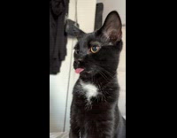 Cat has tip of tongue out