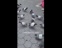 Real pigeon walks by fake pigeons 