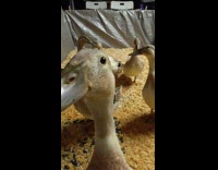 Submitter shows duck stares at camera