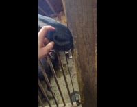 Woman boops nose of horse lick wood