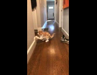 Cat with spikey tail runs and scratches wall 