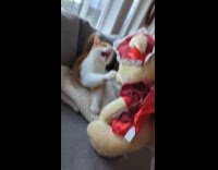 Cat scared of teddy bear snarls at it