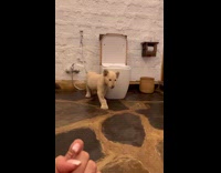 Lion cub sneaks inside womans hotel bathroom 