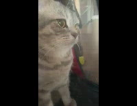 Collab PLC - Grey kitten plays inside see-through bag 