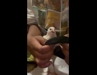 Collab ClipsIG - Woman treats pet birds bumble foot 