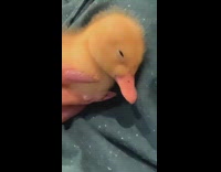 Girl blue jacket duck sleep wake up 