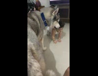Husky dog gets up when baby tries to climb on top of him