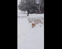 Dog with jacket enjoys playing in snow