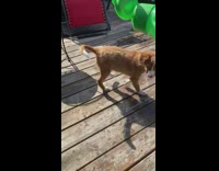 Lady pours water from green bottle on puppy 