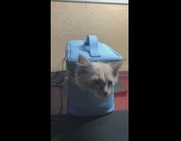 Grey kitten sticks head out blue bag 