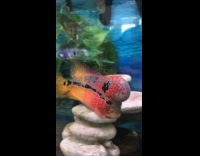 Man amused to see flowerhorn fish