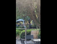 Guy poses for photos in front of tree