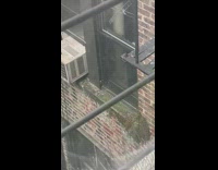 Wasps nest on window 