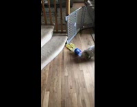 BitchMP - white dog pepsi bottle stairs