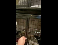 Collab BitchMP - Woman spins pet raccoon 