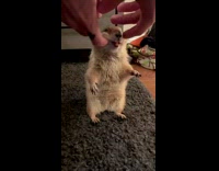 Girl scratches prairie dog on face